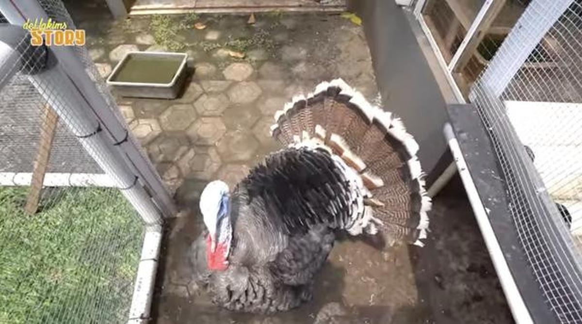 Tinggal di Gang Sempit, Ini 8 Potret Kebun dan Kandang Hewan di Rumah Ayu Ting Ting