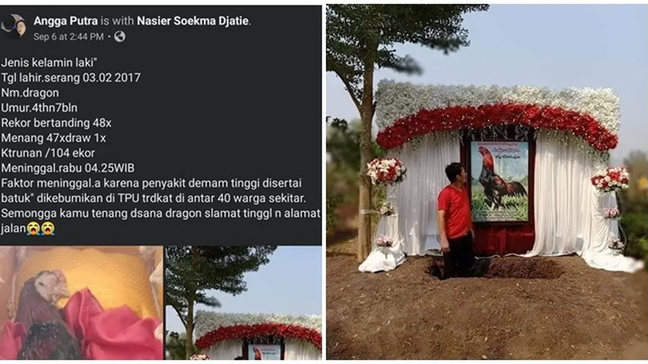 Jadi Kebanggaan saat Diadu, Ayam Jago 'Dragon' Ini Dimakamkan Istimewa