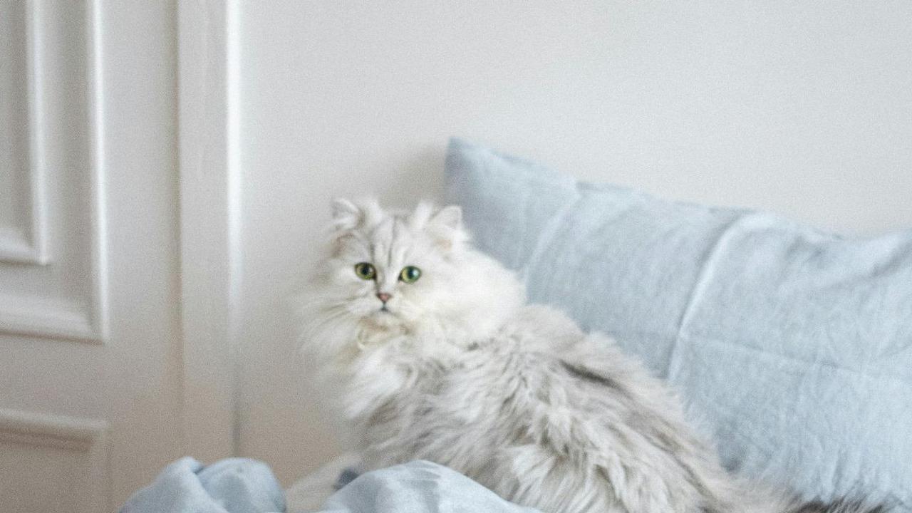 <b>Kucing Ras Persia</b>