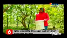 Musim panen saat musim hujan seperti sekarang ini menjadi berkah bagi petani jambu kristal di bantaran Sungai Bengawan Solo, Kabupaten Bojonegoro. Jambu kristal khas bojonegoro banyak disukai masyarakat, karena bijinya sedikit serta dagingnya manis d...