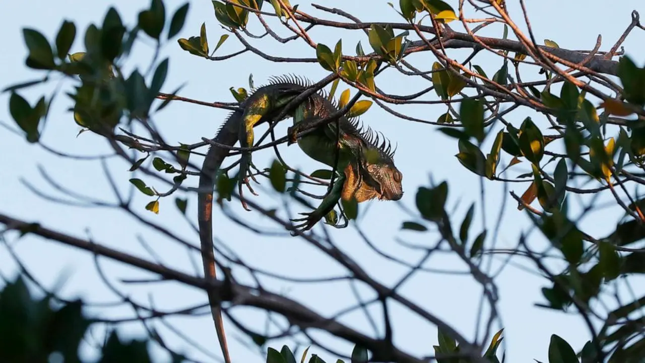 Sebuah iguana terletak di pohon, 22 Januari 2020, di Surfside, Fla