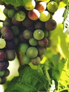 Ilustrasi Pohon Buah/Photo by Andreas M on Unsplash