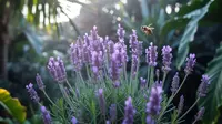 Cara Merawat Tanaman Lavender agar Subur dan Berbunga Lebat di Iklim Tropis