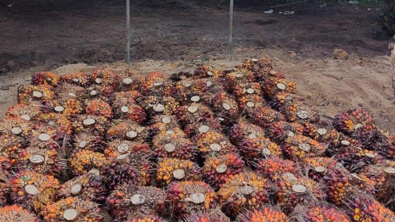Harga Sawit Tertekan, PTPN IV PalmCo Jaga Serapan TBS Petani Sesuai Aturan