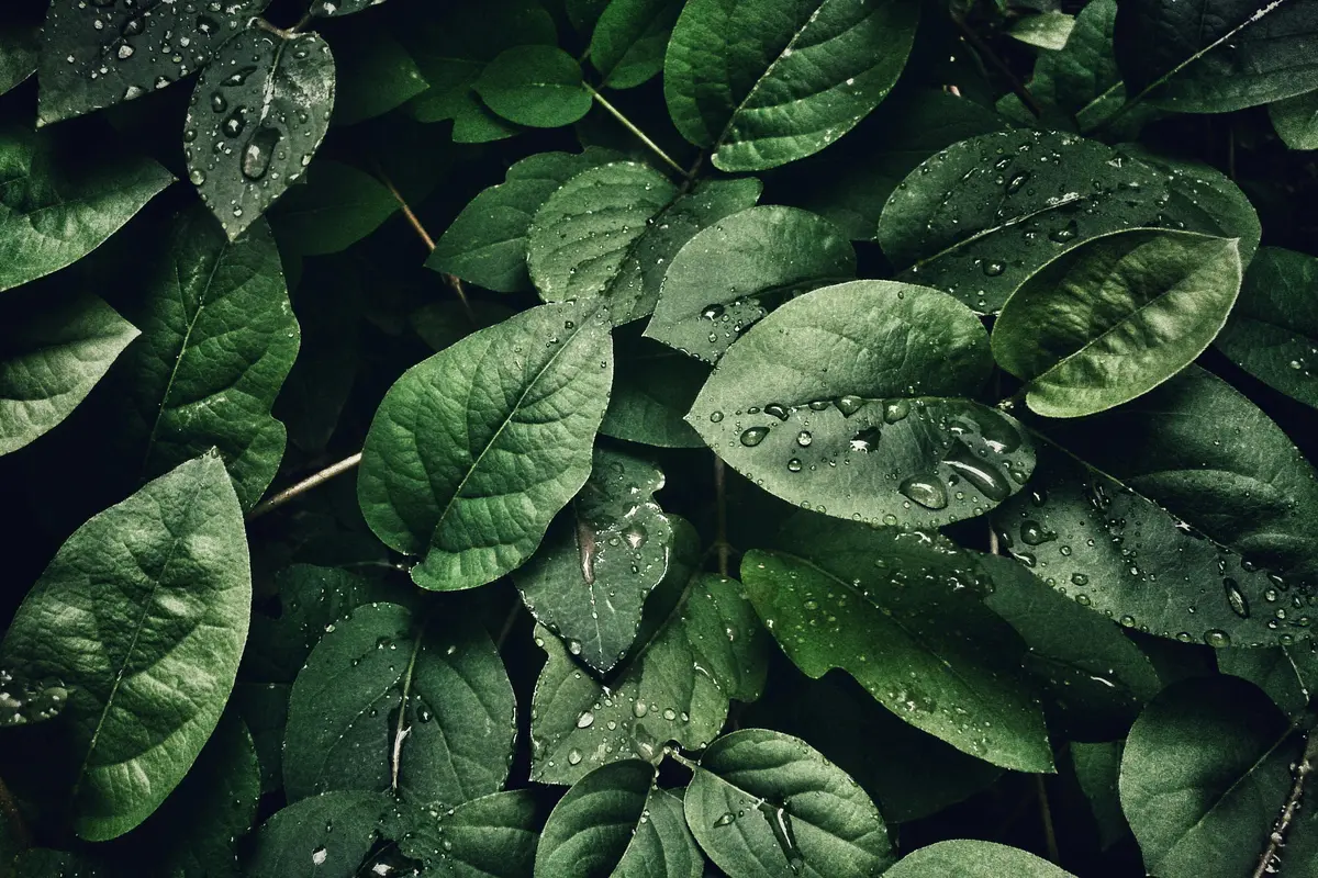 Ilustrasi daun dadap