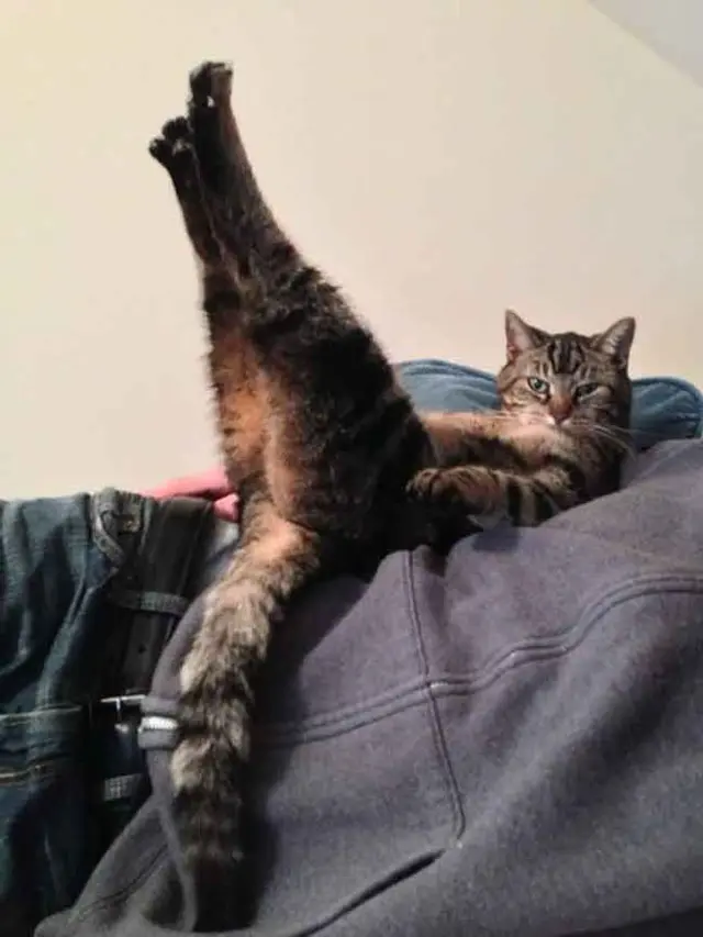 10 Tingkah Kucing Dengan Tubuh Lentur Bak Master Yoga
