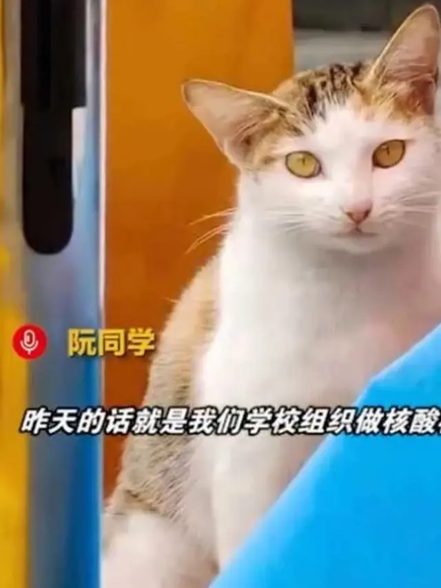 Gemas, Viral Kucing Tak Mau Pergi Sebelum Hidungnya Dites Swab