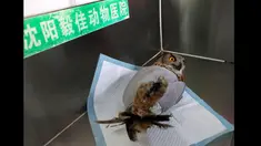 Burung hantu elang saat mengalami patah tulang di sayap kanannya sebelum di operasi di rumah sakit hewan Shenyang, provinsi Liaoning, Rabu (21/1/2015). Burung hantu jenis ini merupakan salah satu hewan yang dilindungi di Tiongkok (REUTERS/Stringer)
