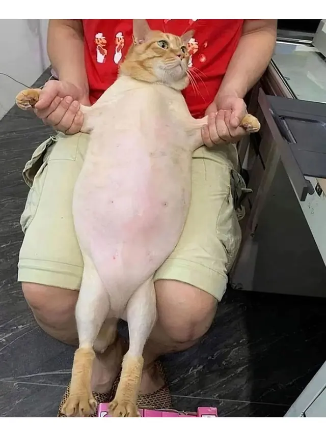 6 Potret Kucing Bulunya Dicukur, Penampilannya Bikin Kasihan tapi Lucu