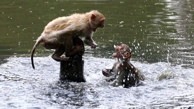 Monyet Berenang di Kolam