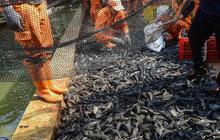 Waspada Siomay Olahan Ikan Sapu-Sapu, Ini Perbedaannya dengan Siomay Ikan Tenggiri