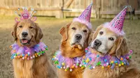 80 Dog Birthday Wishes and Captions for Your Best Fur-ends