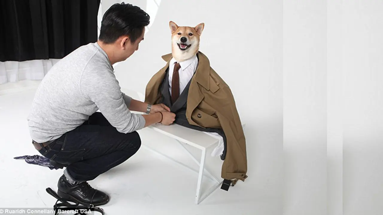 Pandai Bergaya, Anjing Ini Sukses Jadi Model Iklan Pakaian Pria