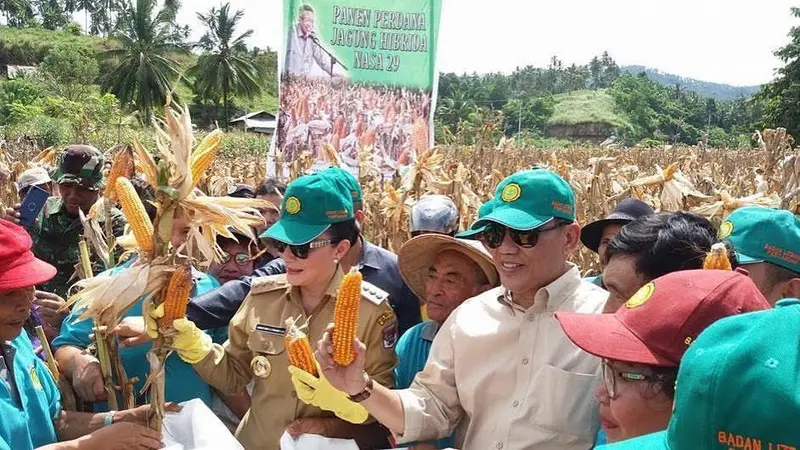 Bupati kebut jagung hibrida