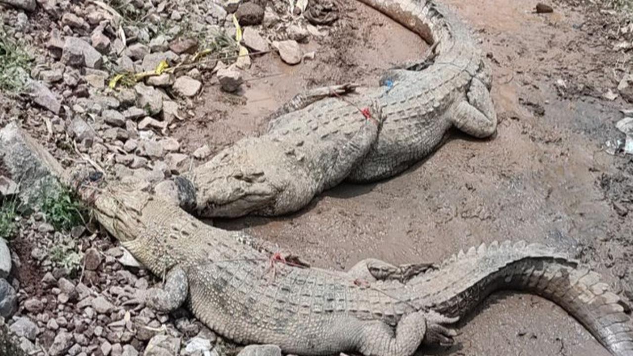 Kronologi Tembok Penangkaran Buaya di Cianjur Jebol, Warga Beraktivitas di Sungai Calung Diminta Waspada