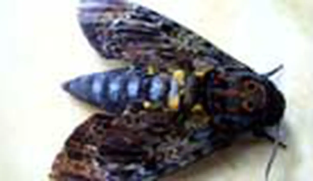 liputan6