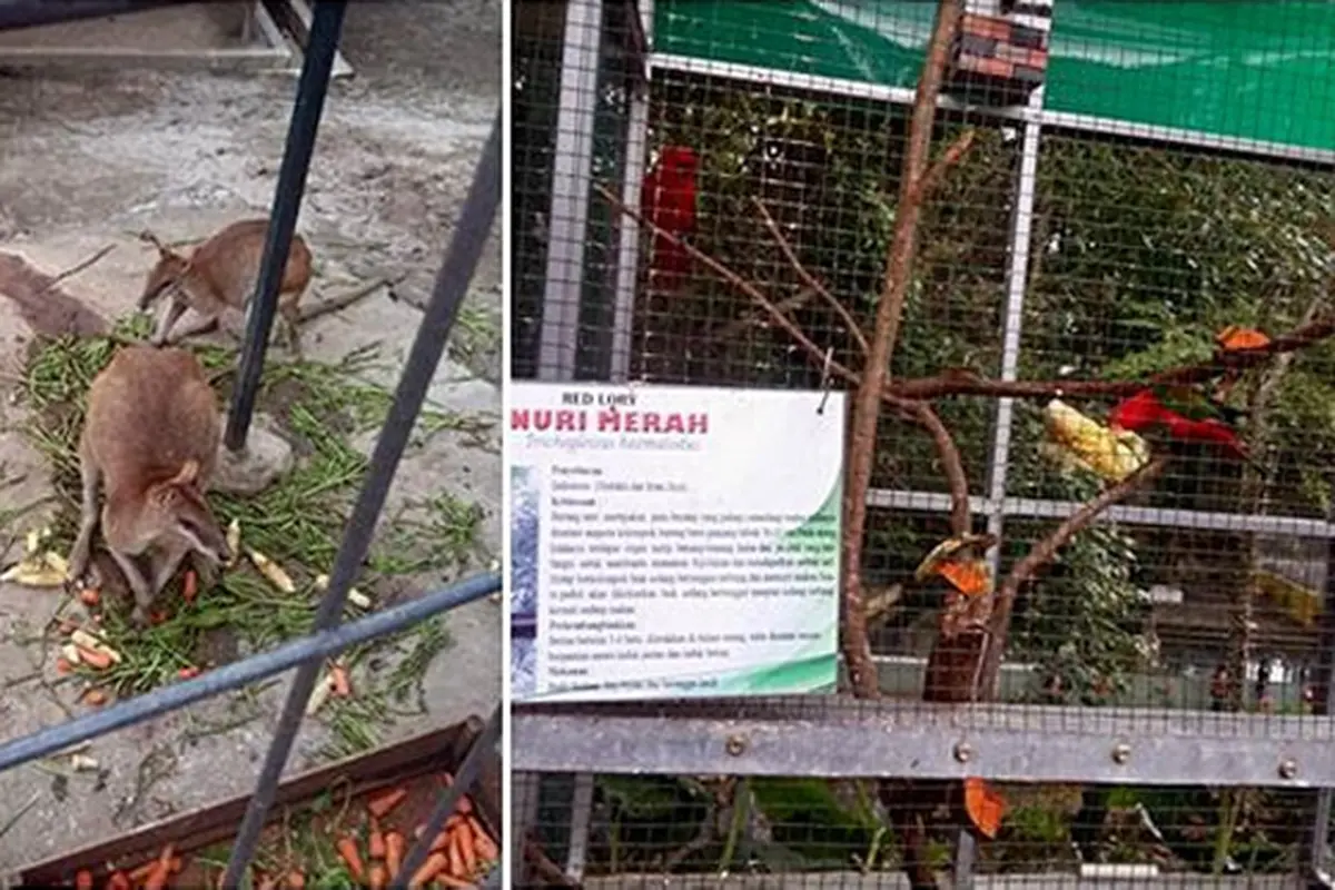 Kebun Binatang Siantar, Koleksinya Paling Lengkap di Sumut