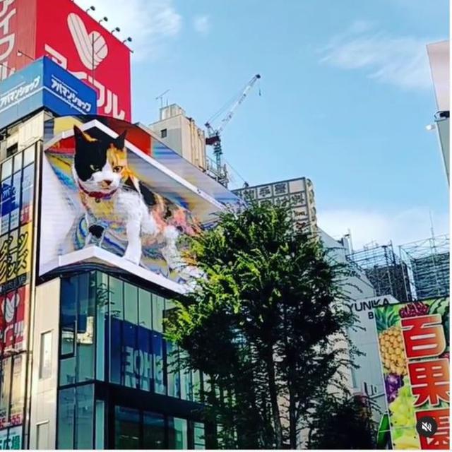 Ada Kucing Raksasa Di Shinjuku Jepang Menyapa Orang Tiap 15 Menit Lifestyle Liputan6 Com