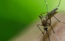 Mengenal Japanese Encephalitis, Penyakit Berbahaya Akibat Gigitan Nyamuk