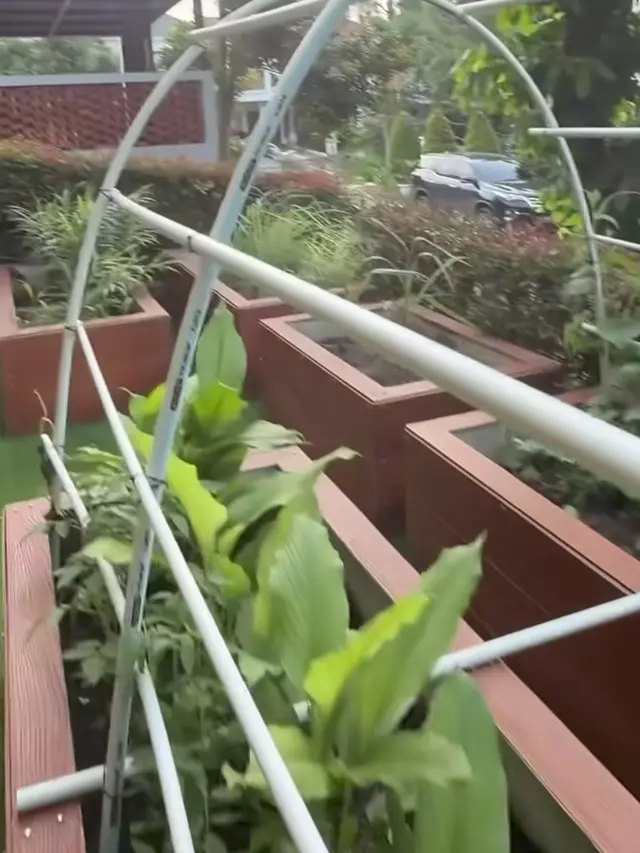Kebun Rumah Anji