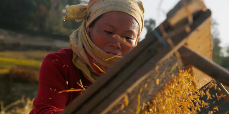 Petani Nepal Memanen Padi