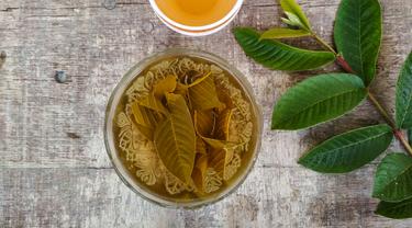 Paling Bagus 12+ Gambar Daun Jambu Biji - Richa Gambar