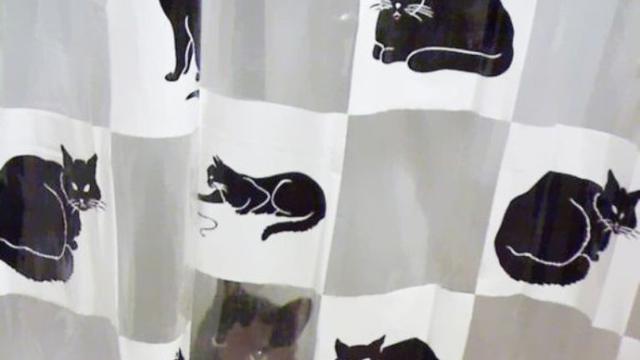 [Bintang] Kamuflase Kucing