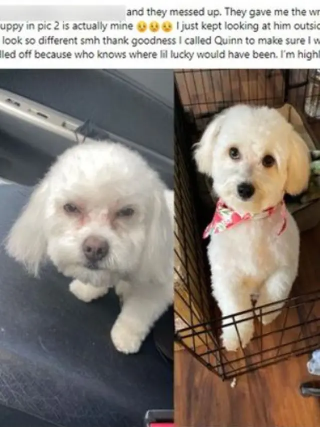 Tidak Teliti, Anjing Wanita Ini Tertukar Saat Dibawa dari Salon