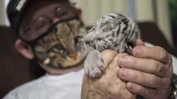 Dokter hewan Eduardo Sacasa merawat seekor harimau putih yang baru lahir bernama Snow di Kebun Binatang Nasional di Masaya, Nikaragua, Selasa (5/1/2021). Harimau putih langka yang lahir di kebun binatang Nikaragua tersebut dibesarkan oleh manusia setelah ditolak induknya. (INTI OCON / AFP)