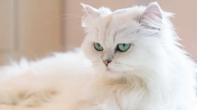 Punya Sejarah Panjang, 5 Ras Kucing dari Asia ini Sempat Dipuja Bak Raja