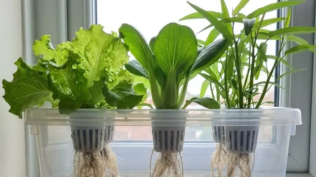 Kebun Sayur Rumah dengan Sistem Siram Otomatis