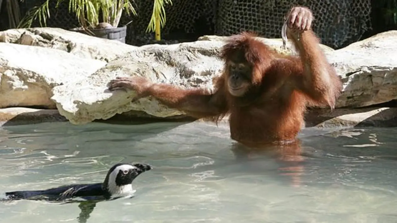 orangutan-pinguin-130923b.jpg