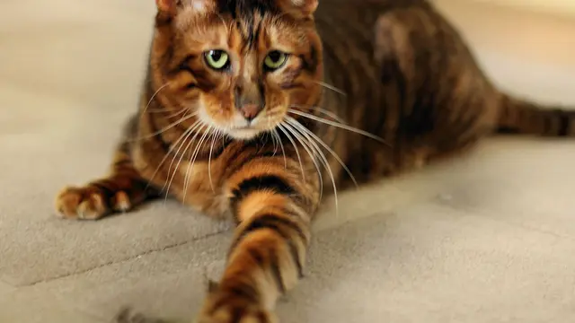 Kucing Toyger