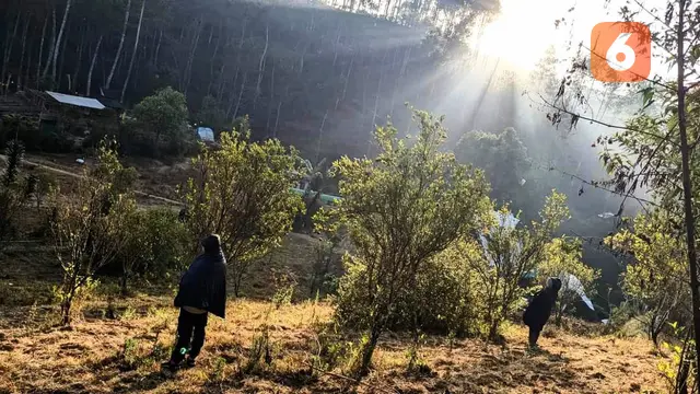 forest healing