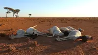 Sejumlah bangkai kambing bergeletakan di daerah gurun Dahar, Puntland, Somalia (15/12). (REUTERS/Feisal Omar)