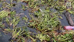 Tanaman eceng gondok memenuhi pantai Kelurahan Pohe, Gorontalo, Jumat (22/2). Tanaman ini berasal dari Danau Limboto yang terbawa arus sungai hingga ke Teluk Gorontalo dan memenuhi pinggiran pantai di desa-desa sekitar. (Liputan6.com/Arfandi Ibrahim)