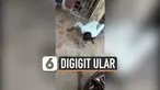 cium ular