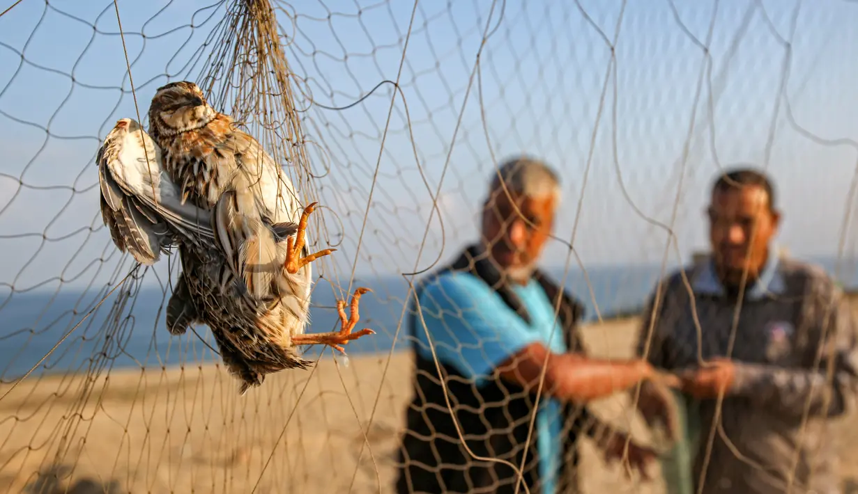Seekor burung puyuh migran terjerat jaring perangkap di sebuah pantai di Khan Yunis di Jalur Gaza selatan (11/9/2019). Tiap tahun, burung puyuh ulai berdatangan ke pantai-pantai Mediterania pada bulan September. (AFP Photo/Said Khatib)