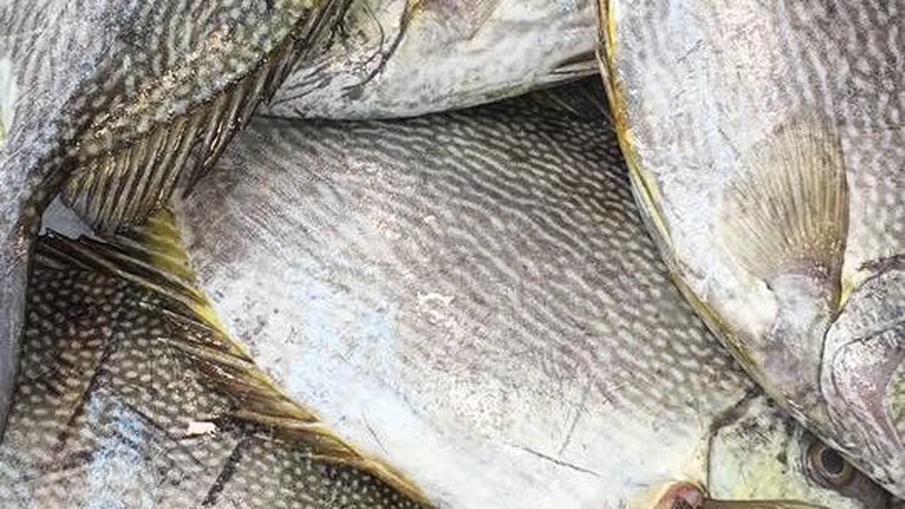 <b>Manfaat Ikan Baronang</b>