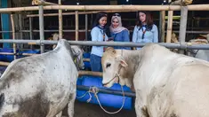 Sales Promotion Girl (SPG) dengan mengenakan kostum ala pramugari melayani calon pembeli di Mall Hewan Qurban H. Doni, Depok, Jawa Barat, Senin (11/5/2026). Penjualan hewan kurban menjelang Hari Raya Iduladha 1447 Hijriah mulai ramai di sejumlah wilayah Jabodetabek, termasuk di Depok. (merdeka.com/Arie Basuki)