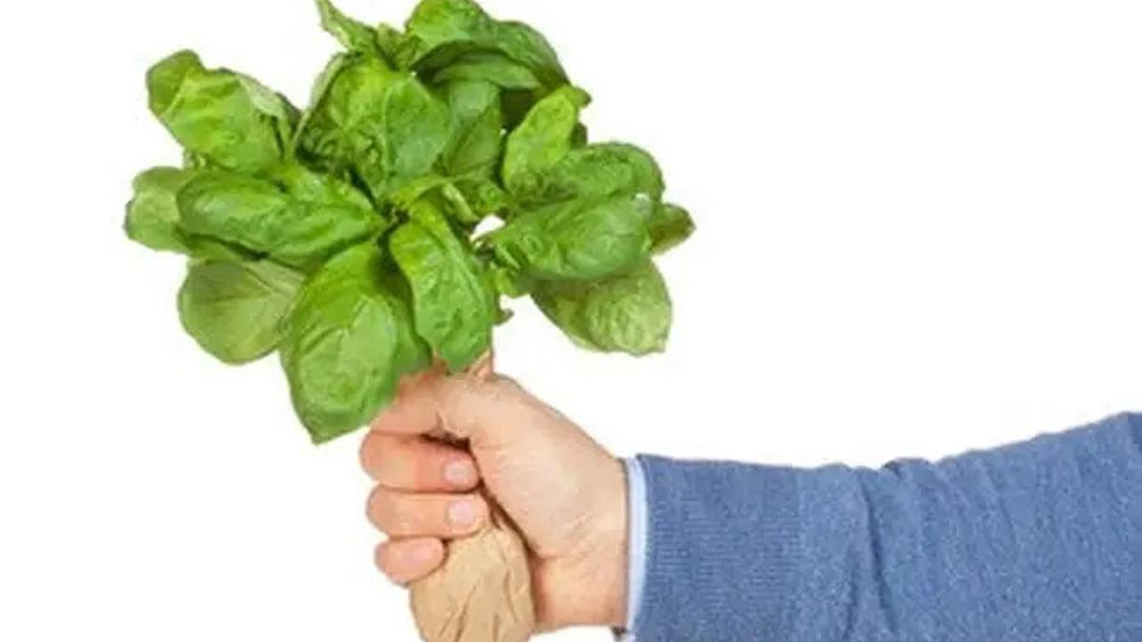 Cara Menyimpan Daun Kemangi Agar Tetap Segar Tanpa Kulkas