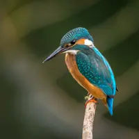 ilustrasi mimpi burung/Vincent van Zalinge/unsplash