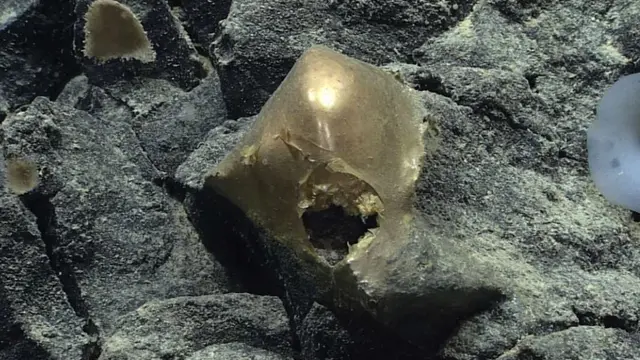 Telur Emas di Alaska