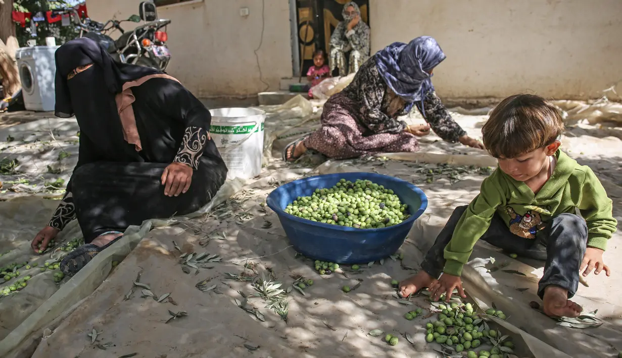 Wanita Palestina menyortir buah zaitun selama musim panen di Khan Younis, Jalur Gaza Selatan pada 6 Oktober 2019. Memanen zaitun dianggap sebagai perayaan bagi warga Palestina dan hari yang menggembirakan bagi para petani di Gaza, serta Palestina pada umumnya. (SAID KHATIB/AFP)