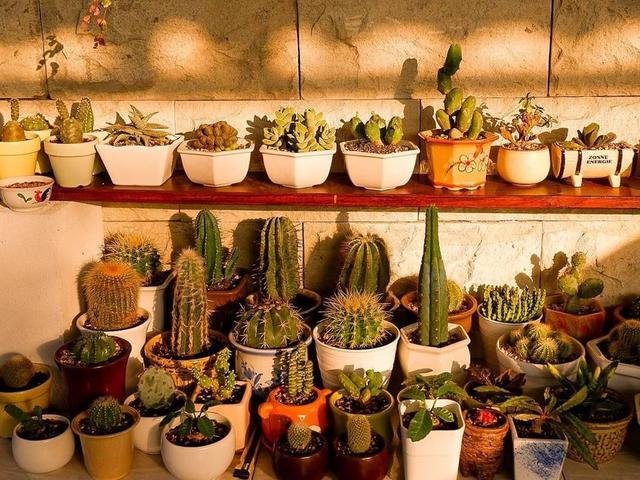 Rekomendasi 6 Tempat Jual Pot Unik Untuk Tanaman Hias Lifestyle Liputan6 Com