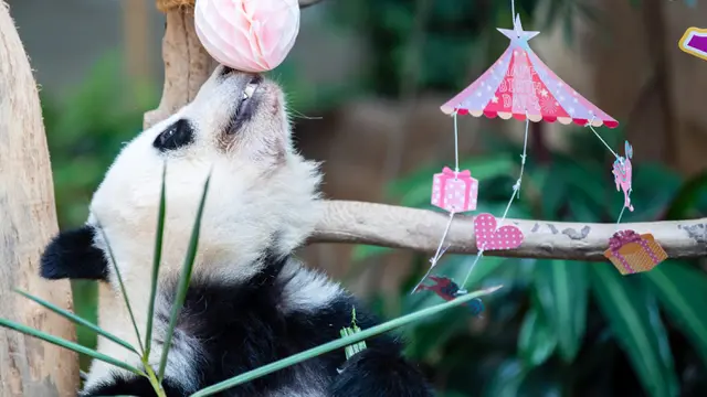 Panda Raksasa Yi Yi Rayakan Ulang Tahun di Malaysia