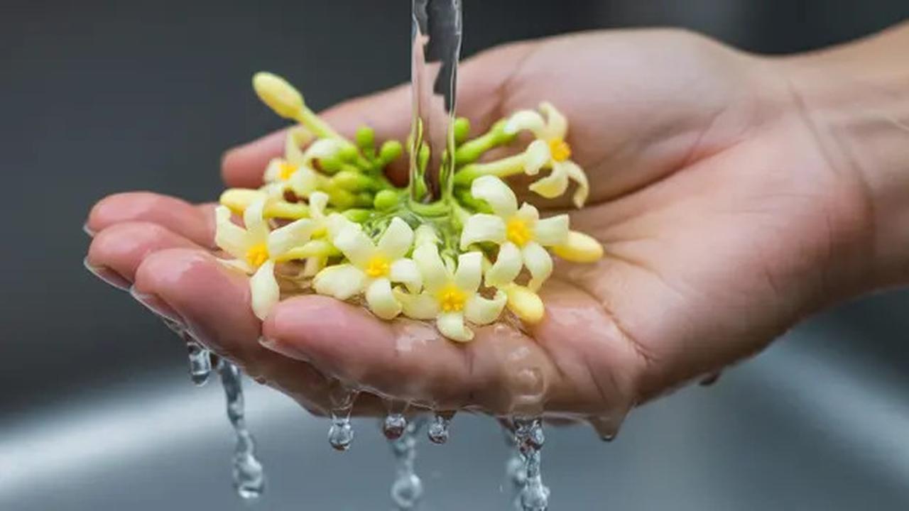 Cara Memasak Bunga Pepaya agar Enak, Jadikan Tumis dengan Bumbu Sederhana