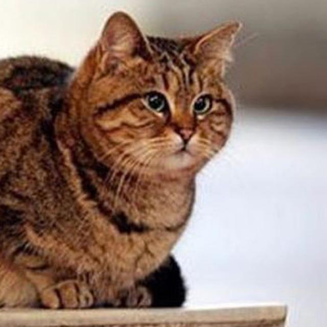 Kenalkan Gli Kucing Penghuni Hagia Sophia Selama 17 Tahun Citizen6 Liputan6 Com