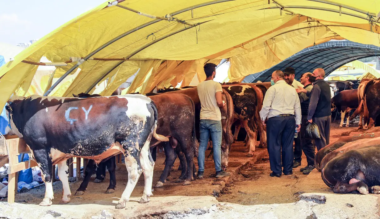 Orang-orang membeli dan menjual hewan kurban di pasar darurat yang didirikan oleh Kotamadya Yenimahalle menjelang hari raya Idul Adha di lingkungan Yakacik, Ankara, Turki, Senin (12/7/2021). Hari suci umat Muslim, Idul Adha dilaksanakan dengan menyembelih hewan kurban. (Adem ALTAN / AFP)