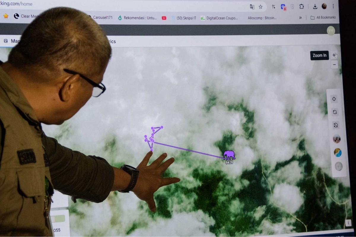 FOTO: Kalung GPS untuk Gajah Liar, Langkah Kecil untuk Menyelamatkan Gajah Sumatera